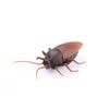 #02-Cockroaches