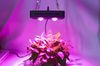 Black shell/pink light/110V