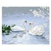 Double swans A