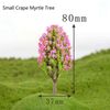 Small Crape Myrtle