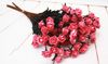 rose Red