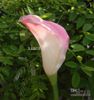 pink color calla lily flower