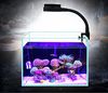 3W Coral lamp