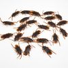 Simulation cockroach