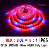 IP65 5M SMD5050 5red/1bule