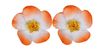orange white