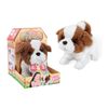 Saint Bernard