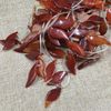 leaf shape red agate