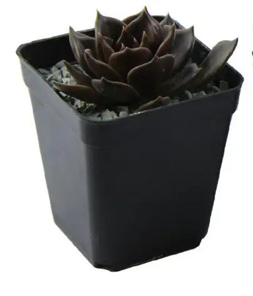 10pcs / lot 7 * 7 * 8cm de couleur noire de couleur de fleur de fleur plants de castre