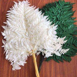 10 stks / partij Droge natuurlijke verse bewaard gebleven plant Fiddlehead Ferns, Eternal Droge ArachniDes Leaves, Home Decor, Wedding Decoration 211027