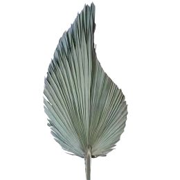 10 pièces/lot vrai ventilateur de quenouille conservé sec naturel frais feuilles de palmier pour toujours matériel végétal pour la décoration de mariage à la maison