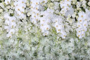 10x8ft photographie de mariage romantique décors blanc papillon orchidée fleurs roses mur arrière-plans photographiques studio stand papier peint accessoire