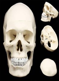 11 Anatomía anatómica humana Cabeza de resina SKELEL Modelo de enseñanza Decoración del hogar desmontable Estatua de escultura del cráneo humano T209295283