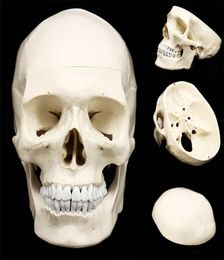 11 Anatomie anatomique résine Squelette Squelette Modèle d'enseignement du crâne de crâne détachable Détachement résine Sculpture du crâne humain Statue T205885842