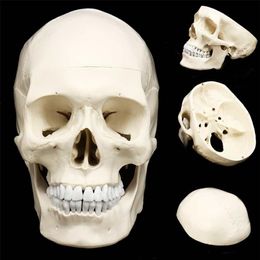 11 Anatomie humaine Anatomique Résine Tête Squelette Crâne Modèle D'enseignement Détachable Décor À La Maison Résine Crâne Humain Sculpture Statue T202606