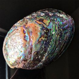 12 14 cm gepolijst natuurlijke abalone shells zeeschelp thuislandschap aquarium decor zeephouder ambachtelijke handgemaakte Pacific H Jllfjm