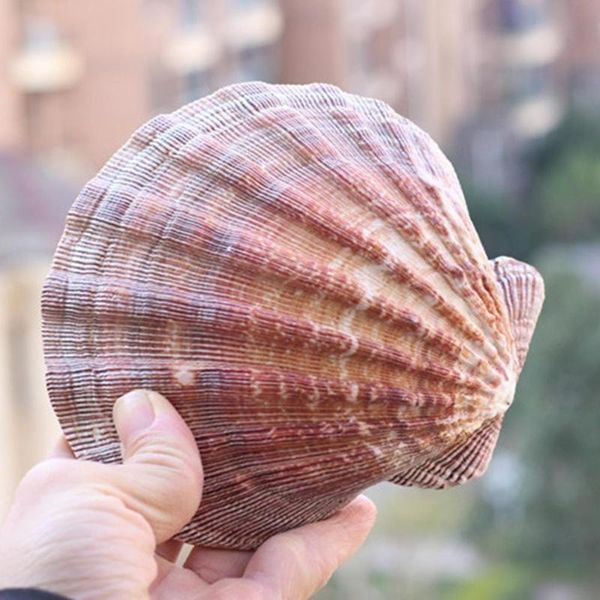 12-17 cm Brown Natural Lion's Claw Conch Conch Snail Sea Shells Diy Decoraciones de boda de la playa Aquario Decoración de la artesanía para el hogar