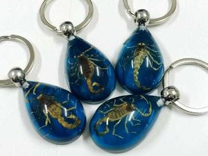 12 stks Blue Sleutelhanger Real Scorpion Sleutelhanger Hars Taxidermy Real Insect Bug H0915