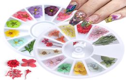 12 types Fleurs séchées 3D Décoration de l'art de l'ongle DIY BEAUTURE PETAL DÉCALON FLORAL Sticker Gel de fleur sec accessoires 1067884