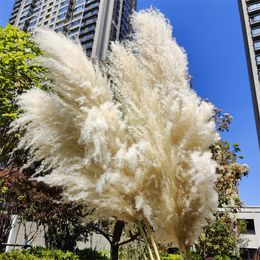 120 cm Pampas Artificial Grass Bouquet Pampas Grass Long Dry Plant Decorative Wedding Sala Decoración de Navidad Flor natural