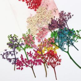 120 piezas de hierba de ancianos de la flores secas de flores secas para joyas de resina epoxi que fabrican la caja del marco postal del teléfono DIY DIY