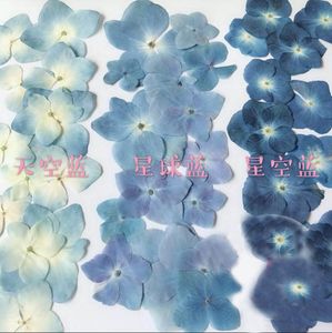 120 stks geperste blauwe serie gedroogde hydrangea macrophylla bloem planten herbarium voor sieraden telefoonhoesje bladwijzer maken DIY 1026