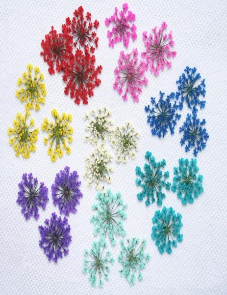 120pcs Presses séchées séchées Majus Plantes sèches pour le collier pendentif en résine époxy Bijoux de fabrication d'accessoires de bricolage artisanal6482934