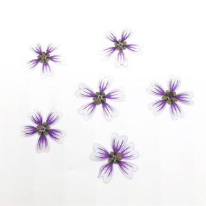 120 stcs geperste gedroogde malva sinensis cavan bloem voor epoxy hars hanger ketting sieraden maken make -up vaartuig diy accessoires312G