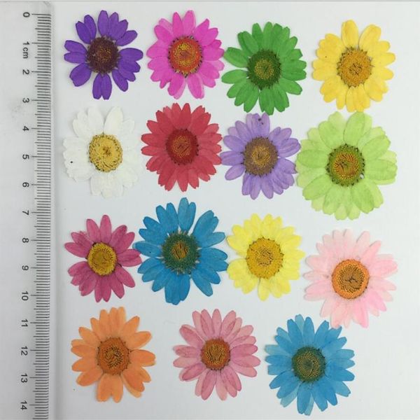 120 pièces pressées pressées marguerite chrysanthème paludosum plantes à fleurs pour résine époxy pendentif collier fabrication de bijoux artisanat bricolage A249T