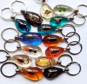 15 PCS Echte schorpioen Spider Crab Ant vier blad klaver druppel gevormde Amber Resin Keychain Taxidermy Oddity Insect Encase5469539