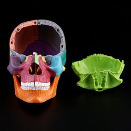 15pcs / set 4D Couleur démontée Skull Modèle anatomique Modèle d'administration détachable LXAA