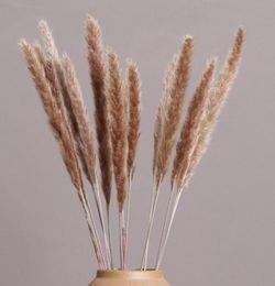 15PCSBunch Natuurlijk gras Gedroogde riet Bloemen Kleine Pampas Phragmites voor Home Wedding Vaas Decor Flower Plants Bouquet Decorative5288962