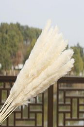 15x roseaux de Pampas séchés naturels, bouquet de fleurs de mariage pour la maison, décoration 9730355