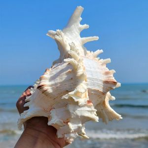 16-23cm Natuurlijke grote schelpschelp Kirin Slak Murex Ramosus Shell Collection geschenk Afrikaanse tulband zeeschelp koraalconch Home Decor 231222