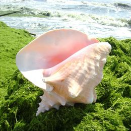 18-20 cm enorme Bahama Queen Conch Shell Large Pink Conch Shell For Home Decor Beach Decorations Collectibles Wedding Diy Gifts 231222