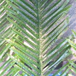 18pc Grand latex Christmas Artificial Plant Tree Branch Frond Patio Sago Phoenix Coco Palm de contes de meubles de maison de mariage