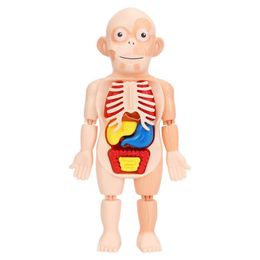 18pcs/Set Children Enlightenment Science and Education Human Organ Model Decoratie Diy Assembly Medisch vroeg onderwijs Puzzel Model speelgoed