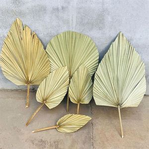 1 st Gedroogde Bloem Natuurlijke Pu Fan Leaf Voor DIY Thuis Winkel Display Decoratie Materialen Geconserveerde Bladeren Palmboom Voor Bruiloft Decor332e