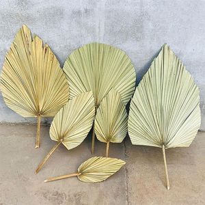 1pc fleur séchée naturel Pu ventilateur feuille pour bricolage maison magasin affichage décoration matériaux conservé feuilles palmier pour mariage Decor201d