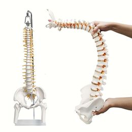 1pc model van de menselijke wervelkolom, 18" flexibel ruggenmerg met tongbeen, hernia, zenuwen, slagaders Peis, leermiddel voor studenten en chiropractors, inclusief