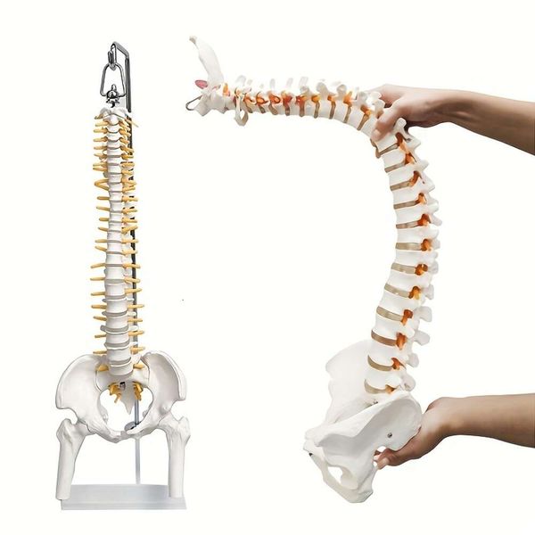 1 modèle de colonne vertébrale humaine, moelle épinière flexible de 45,7 cm avec os hyoïde, hernie discale, nerfs, artères peis, outil pédagogique pour étudiants et chiropracteurs, comprend