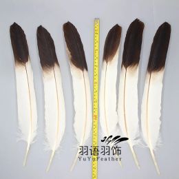 1pc Rare Eagle Feather Bow and Arrow Feather Rare Horse Eagle Feather Feather Spécime de plumes Plumes naturelles Feathers