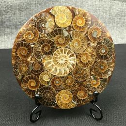 1 pièce, coquille d'ammonite naturelle, GOSSIL, guérison minérale, spécimen de Reiki, Collection d'art, artefacts en pierre, objets décoratifs, Figurines254N