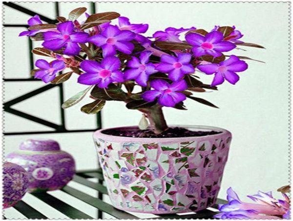 2 PCSbag Blue Desert Rose Flower Adenium Obesum Bonsai Fleur Double Pétales Potted Plant Home Garden Fast Culture Planting Season4235026