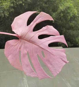20 40cm 5pcs Naturaleza fresca Balanopsis preservada Hojas de monstruas de polo suave Real Flor para decoración de la casa de bodas G09138081633