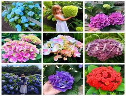 20 pcs / sac Naturel Hortensia Graines Balcon Vanille Vivace En Pot Escalade Viorne Fleur Plante Bonsaï pour La Maison Jardin Fleur 5616204