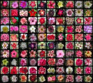 20 pcs mixtes réel adenium obesum désert rose fleur fleur maison jardin bonhonsaï plantes succulentes balcon en pot 100 authentine2362325