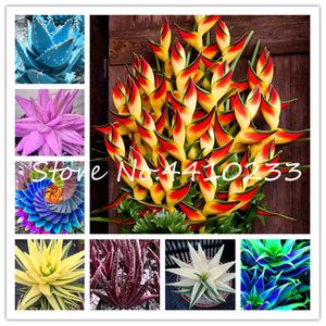 200 Pcs Colorful Aloe Bonsai plant seeds Rare Excellent Succulent Plants Mini Garden Planting, Edible Beauty Fruit Vegeable Pot Plant Hot
