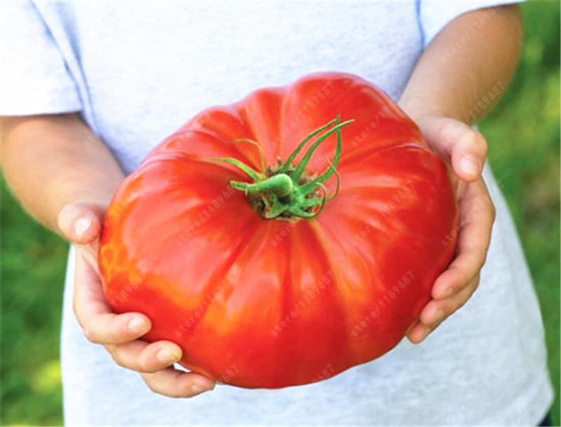 200 unidades de sementes de tomate de monstro gigante raras e frescas, sementes muito deliciosas, vegetais, alimentos saudáveis para vasos de plantas de jardim em casa