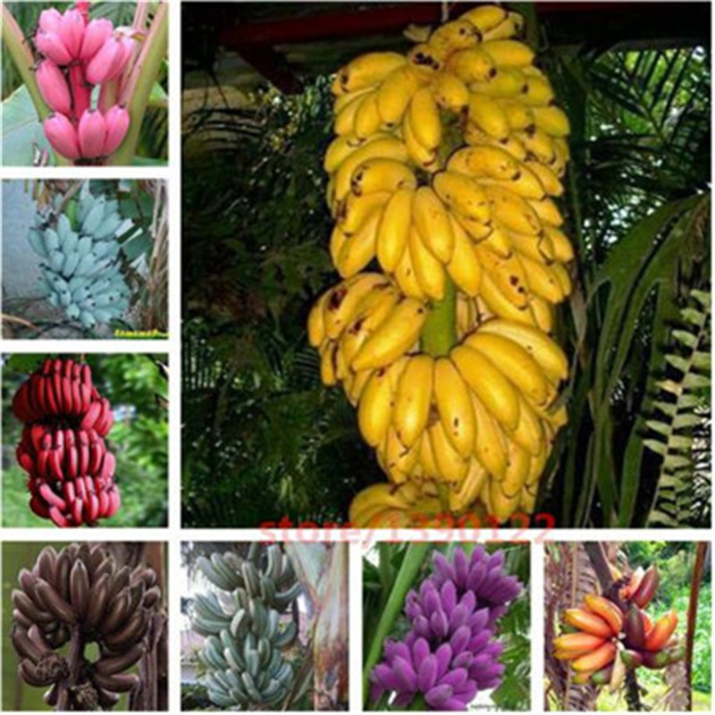 200 шт. Редкие банановые семена, семена фруктов бонсай, 10 цветов на выбор, органические семена реликвии, завод для домашнего сада